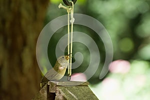 Male House Wren Troglodytes aedon sings for a mate