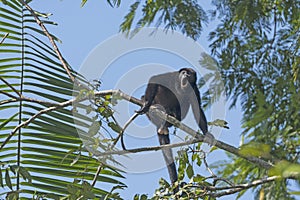 Male Howler Monkey howling in the Trees photo