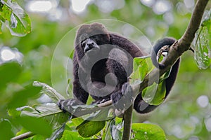 Male howler monkey resting in the trees photo