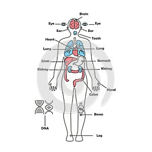 Male human anatomy body internal organs vector diagram