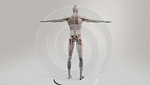 Male human anatomy showing full body rotation
