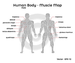 Male Human Body Muscle map