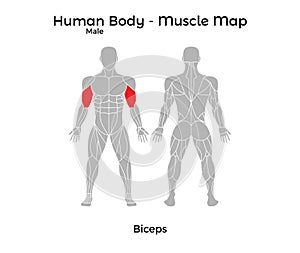 Male Human Body - Muscle map, Biceps