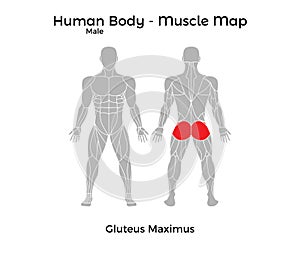 Male Human Body - Muscle map, Gluteus Maximus