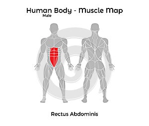 Male Human Body - Muscle map, Rectus Abdominis