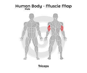 Male Human Body - Muscle map, Triceps