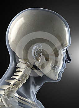 Male Human Head X-ray