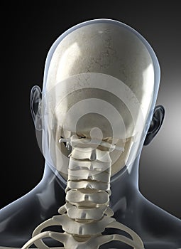 Male Human Head X-ray from back