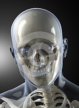 Male Human Head X-ray Front view