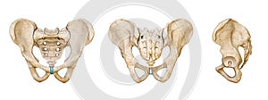 Male Human pelvis and sacrum bones posterior, anterior and lateral views isolated on white background 3D rendering illustration.