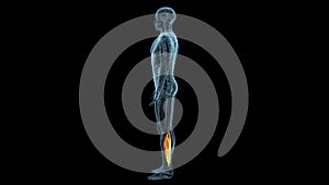 male human Quadracep muscle anatomy. 3d illustration