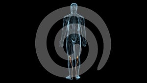 male human Quadracep muscle anatomy. 3d illustration