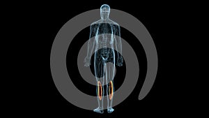 male human Quadracep muscle anatomy. 3d illustration