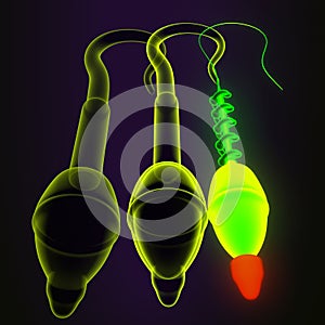 male human sperm anatomy .3d illustration photo
