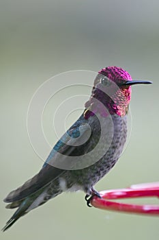 Male Hummingbird