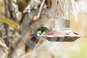 Male hummingbird drinking in a trough, glowing puffleg, Eriocnemis vestita