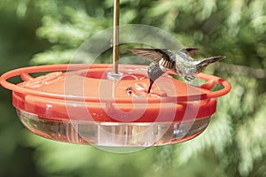 Male Hummingbird feeding.