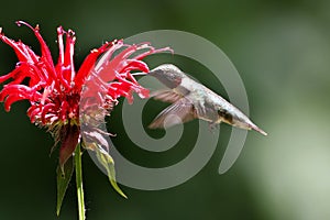 Male hummingbird feeding on a flower