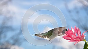 Male Hummingbird in Slow Motion with Blue Sky and Clouds in Distance