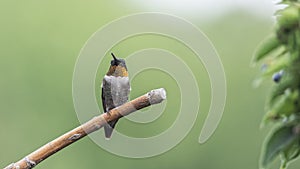 Male Hummingbird with a Tiny Insect in his Beak