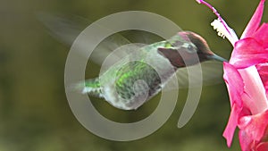 Male hummingbird visit pink flower - loop, mute