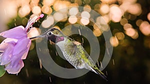 Male hummingbird visiting flower on rainy day, slow motion with pan and zoom