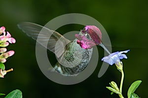 Male hummingbird visits blue flower