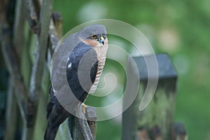 A male hunting Sparrowhawk, Accipiter nisus, perching on a a garden fence.