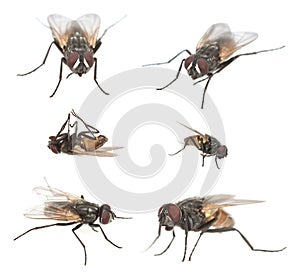 Male housefly, Musca domestica collection isolated on white background photo