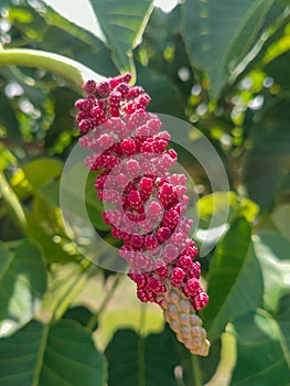 Male Hura crepitans flower on blurred leaf background