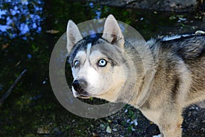 Male Husky afraid of water