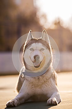 Male husky portrait in sunset in the evening twilight