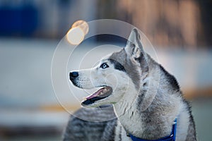 Male husky portrait in sunset in the evening twilight