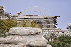 Male Iberian Ibex (Capra pyrenaica) on karst rock formation. El Torcal, Antequera, Spain. photo