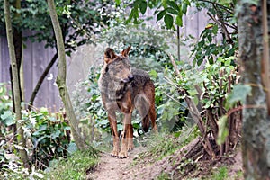 Male iberian wolf photo