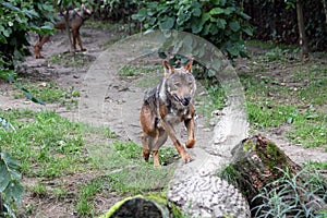 Male iberian wolf photo