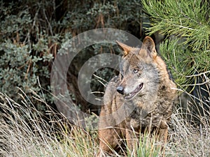 Male of iberian wolf Canis lupus signatus