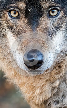 Male iberian wolf Canis lupus signatus portrait