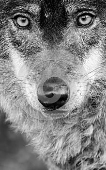 Male iberian wolf Canis lupus signatus portrait