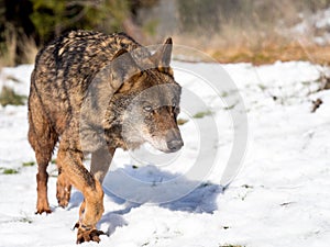 Male iberian wolf Canis lupus signatus running in the snow