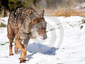 Male iberian wolf Canis lupus signatus running in the snow photo