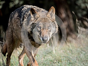Male iberian wolf Canis lupus signatus stalking photo