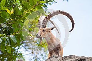 Male Ibex on a cliff showing side profile and full large horns and beard against blue sky