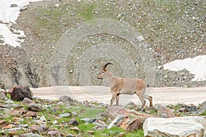 Male ibex grazes in a national park reserve in the mountains. Mountain goat grazes in the mountains. Close-up of an animal.