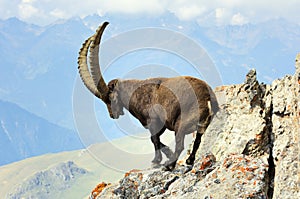 A male ibex in the Vanoise National Park