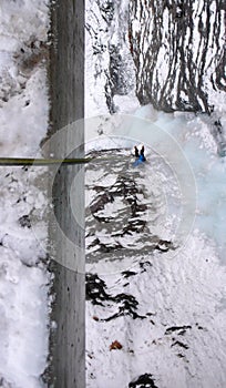 Masculino alpinista en azul chaqueta rappel puente barandillas sobre el verticalmente congelado cascada 