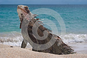 Male Iguana photo