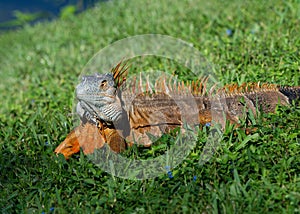 Male Iguana In Breeding Mode Maintains his Territory