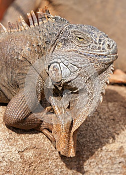 Male iguana portrait