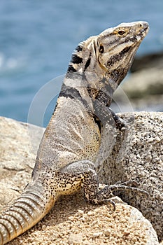 Male, Iguana on the rocks in Cabo San Lucas, Mexico